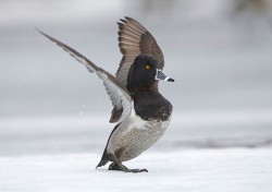 Ducks, Beautiful Ducks: A Portfolio of Pintails, Woodies, and Butterballs Photo: Tom Reichner