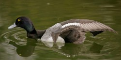 Ducks, Beautiful Ducks: A Portfolio of Pintails, Woodies, and Butterballs Photo: Tom Reichner