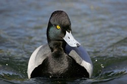 Ducks, Beautiful Ducks: A Portfolio of Pintails, Woodies, and Butterballs Photo: Tom Reichner