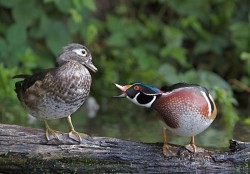 Ducks, Beautiful Ducks: A Portfolio of Pintails, Woodies, and Butterballs Photo: Tom Reichner