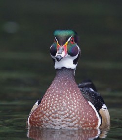 Ducks, Beautiful Ducks: A Portfolio of Pintails, Woodies, and Butterballs Photo: Tom Reichner