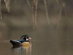 Ducks, Beautiful Ducks: A Portfolio of Pintails, Woodies, and Butterballs Photo: Tom Reichner