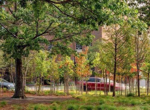 Triangle Park trees