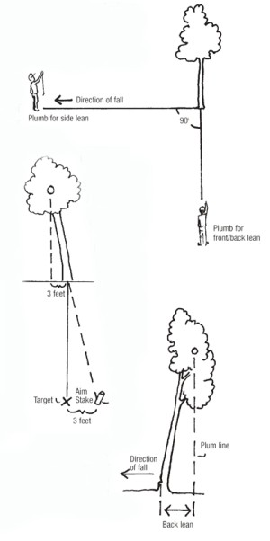 Determining a Tree’s Lean thumbnail