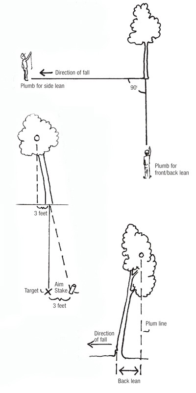 Determining a Tree's Lean