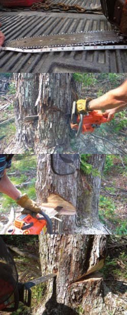 Big Tree, Small Bar