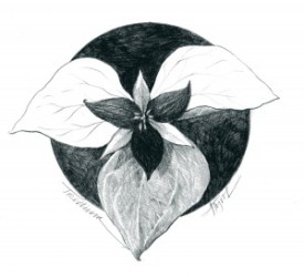 Trillium_1.jpg thumbnail