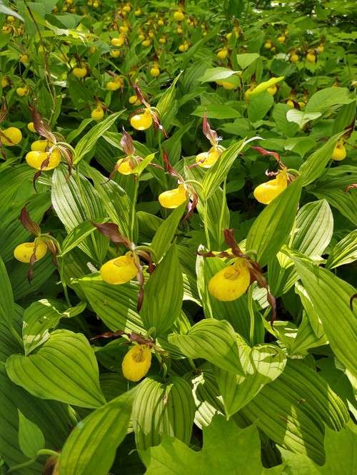 Lady Slippers