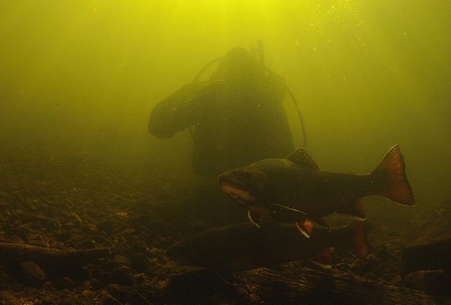 Troubled Waters: Preserving a World-Class Trout Fishery in Maine