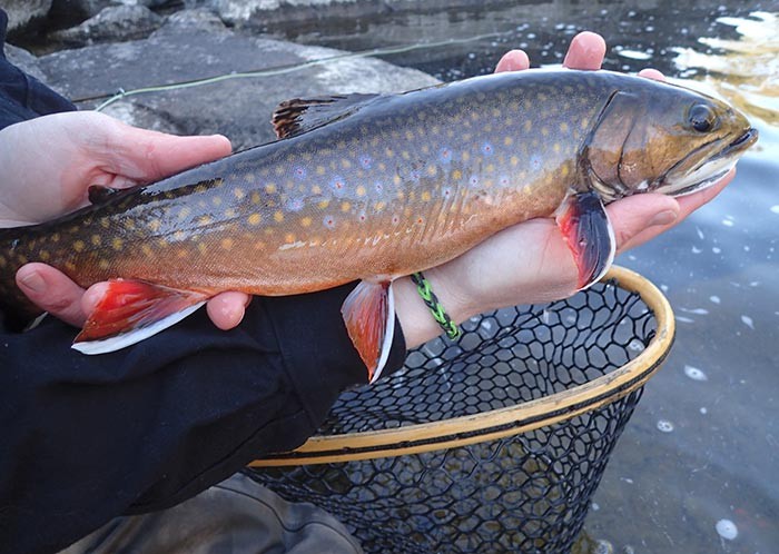 Troubled Waters: Preserving a World-Class Trout Fishery in Maine