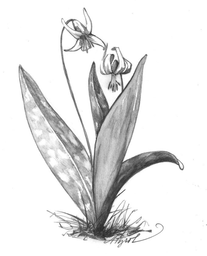 Trout Lily, Fleeting Flower of Spring thumbnail