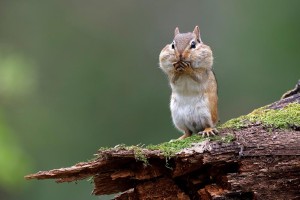 Chipmunks and Truffles - A Recipe for a Healthy Forest thumbnail