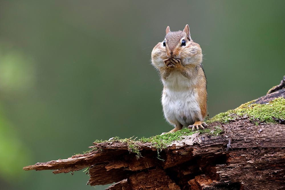 Chipmunks and Truffles - A Recipe for a Healthy Forest