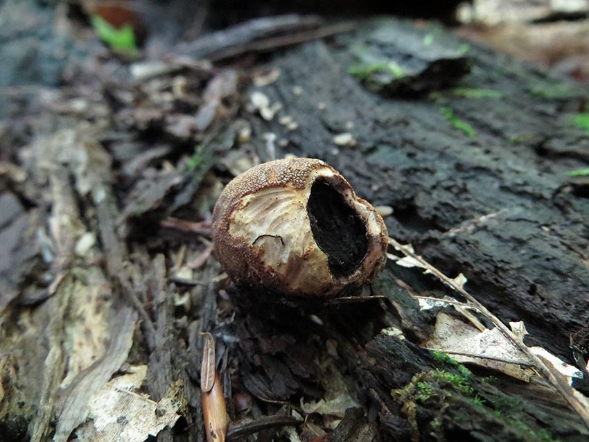 Chipmunks and Truffles - A Recipe for a Healthy Forest