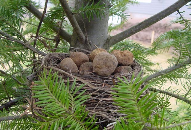 Chipmunks and Truffles - A Recipe for a Healthy Forest