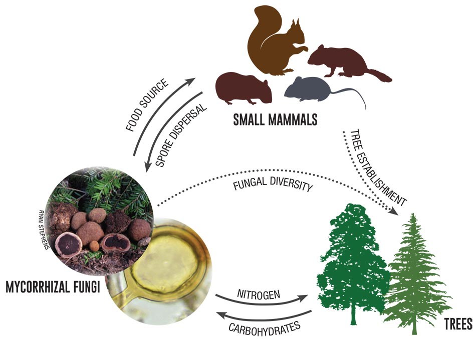 Chipmunks and Truffles - A Recipe for a Healthy Forest