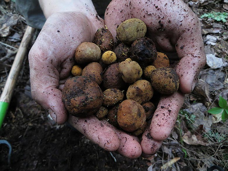 Chipmunks and Truffles - A Recipe for a Healthy Forest