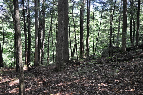 Chipmunks and Truffles - A Recipe for a Healthy Forest