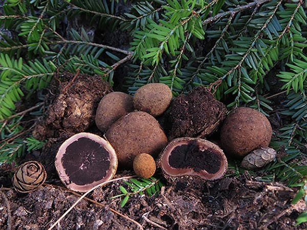 Chipmunks and Truffles - A Recipe for a Healthy Forest