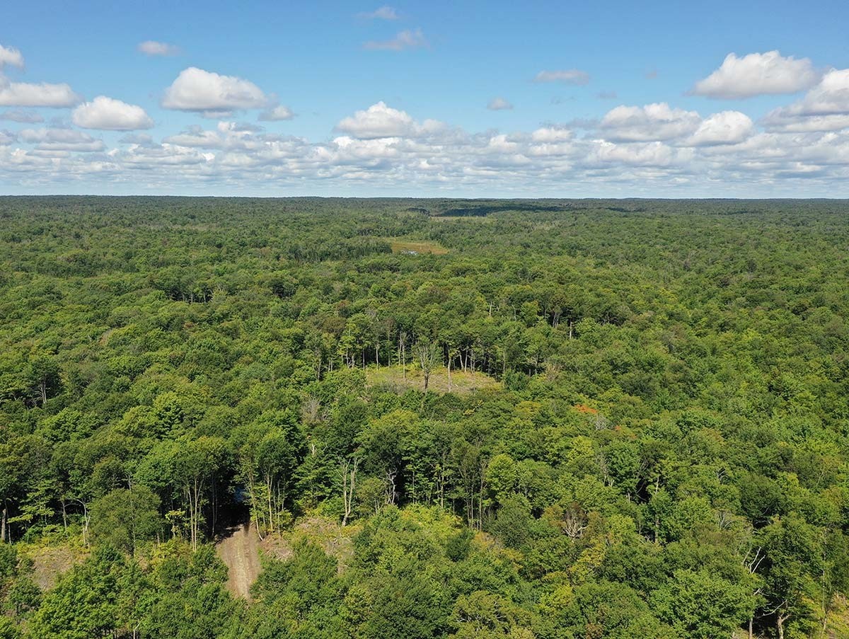 Creating a Climate-Resilient Forest at Tug Hill