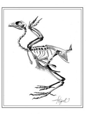 turkeypix_popup800.jpg thumbnail