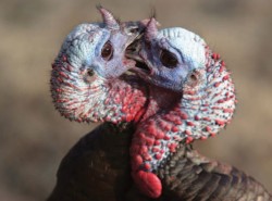 Spring Comes to the Turkey Woods Photo: Tim Simos/National Wild Turkey Federation