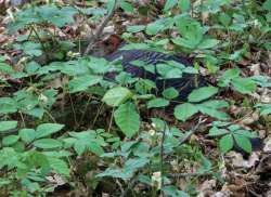 Spring Comes to the Turkey Woods Photo: Jeremy Martin