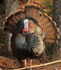 Spring Comes to the Turkey Woods Photo: Gustav W. Verderber