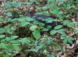 Spring Comes to the Turkey Woods Photo: Jeremy Martin