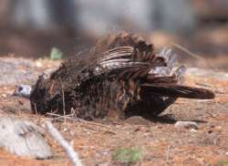 Spring Comes to the Turkey Woods Photo: Gerry Lemmo