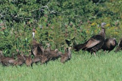 Spring Comes to the Turkey Woods Photo: Charles H. Wiley