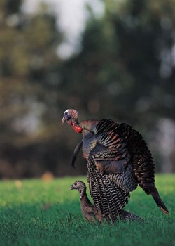 Spring Comes to the Turkey Woods Photo: Doug Gardner / Akm Images, Inc.