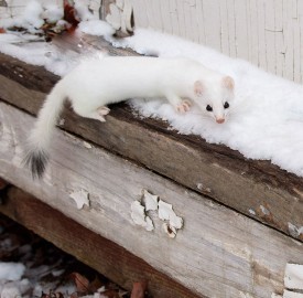 A Winter Tussle thumbnail