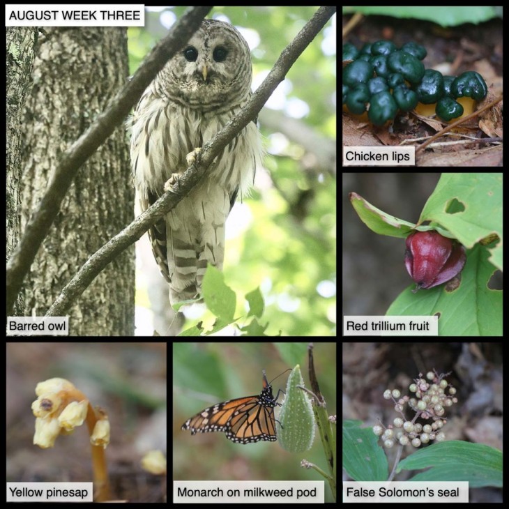 August Nature