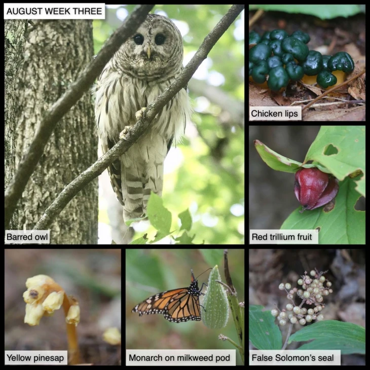 August Nature