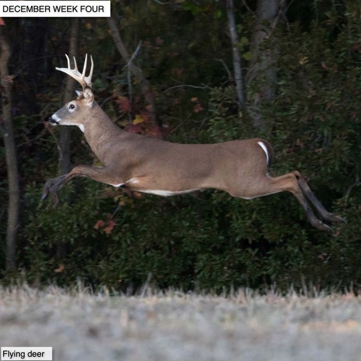 Flying deer