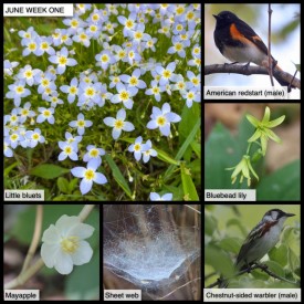 June: Week One 21 thumbnail