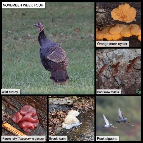 November: Week Four thumbnail