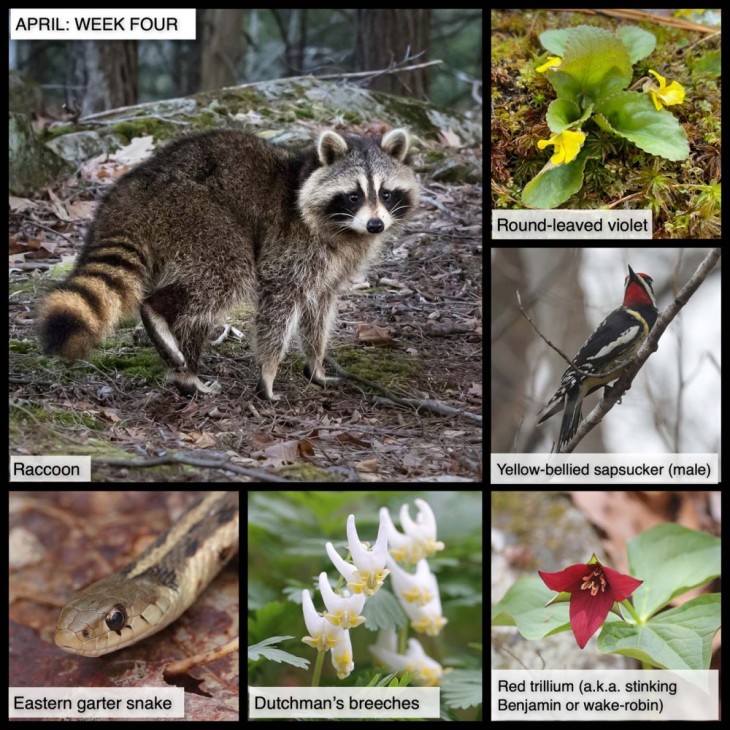 April nature