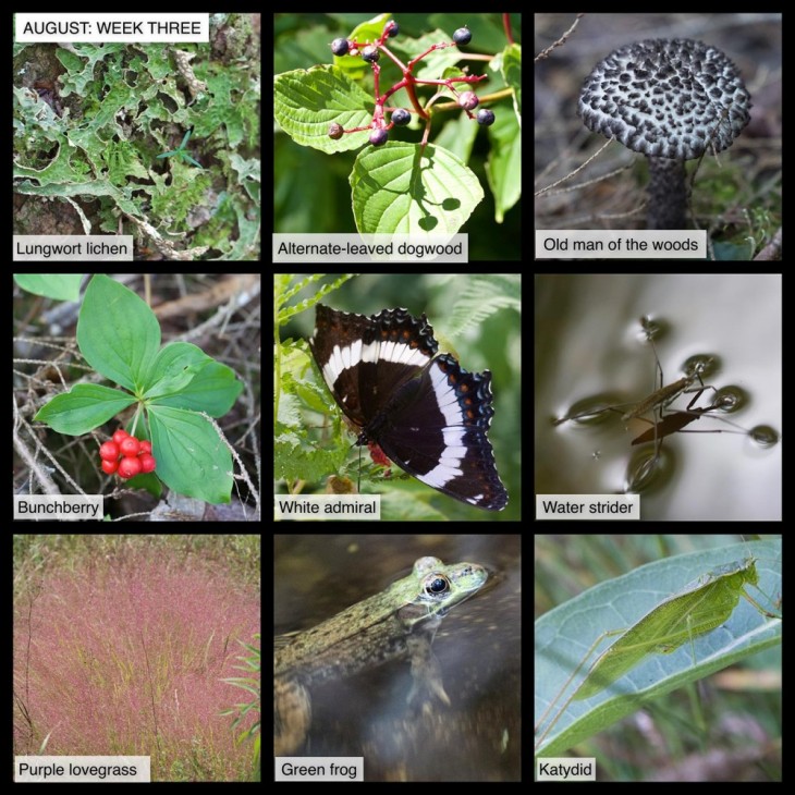 August Nature
