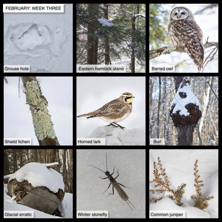 February: Week Three