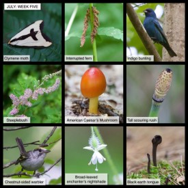 July Week Five thumbnail