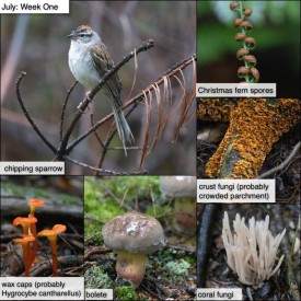 July nature thumbnail