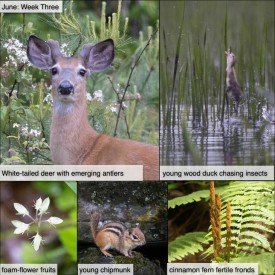 June week three thumbnail