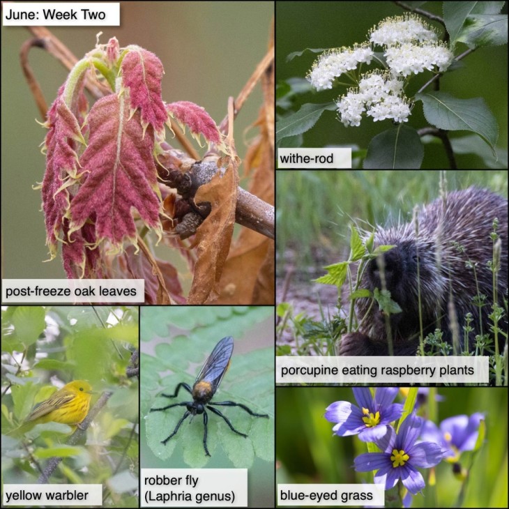 June nature