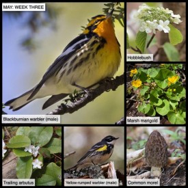 May Week Three thumbnail