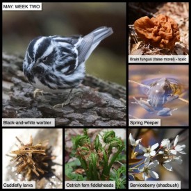 May Week Two thumbnail