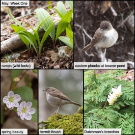 May nature thumbnail