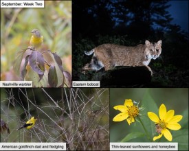 September nature thumbnail