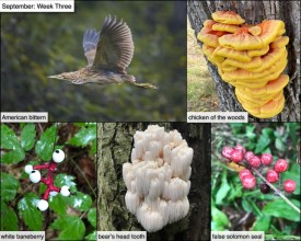 September nature thumbnail